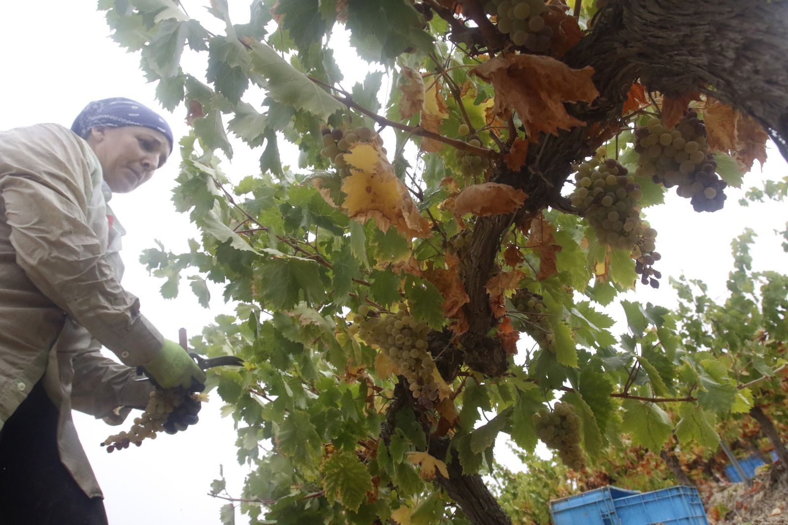 Una vendimiadora, en Montilla.