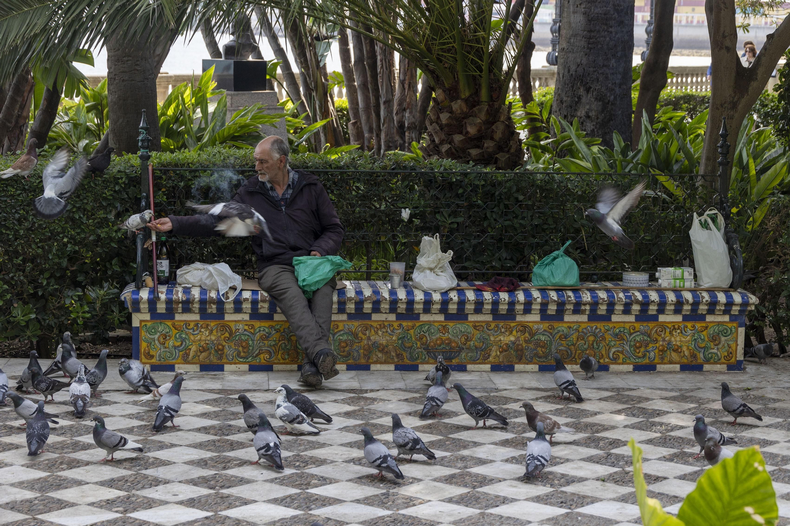 Las imágenes del mal estado de los paseos de Cádiz