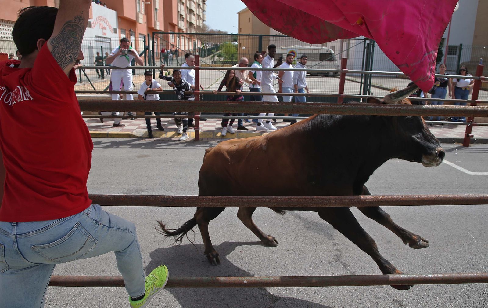 Fotos del Toro Embolao en Los Barrios