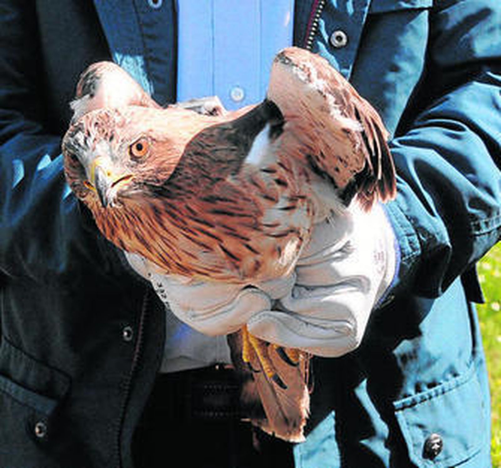 Uno de los ejemplares de águila calzada antes de su suelta en el Parque.