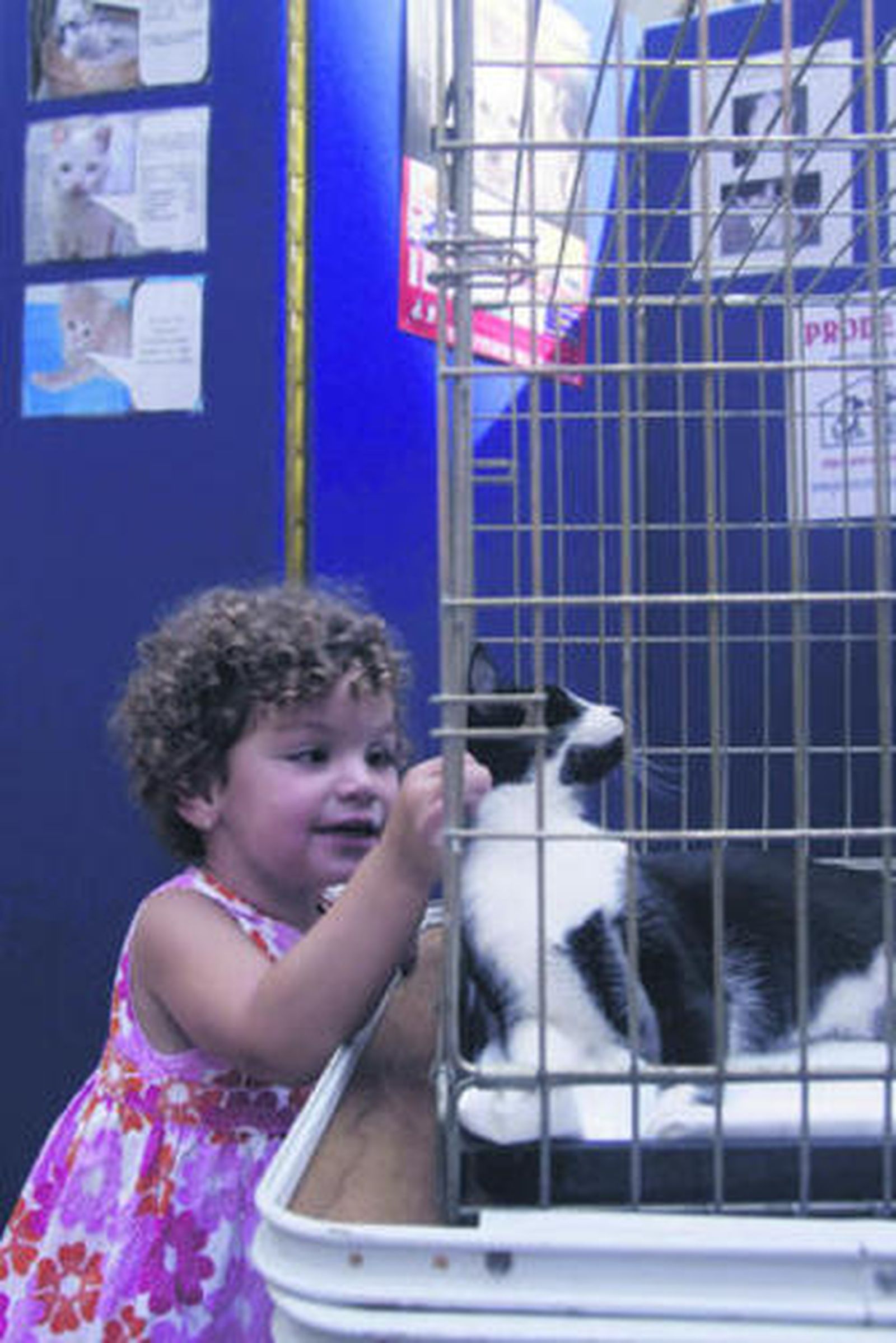 Una niña juega con el gato que Prodean llevó al centro.