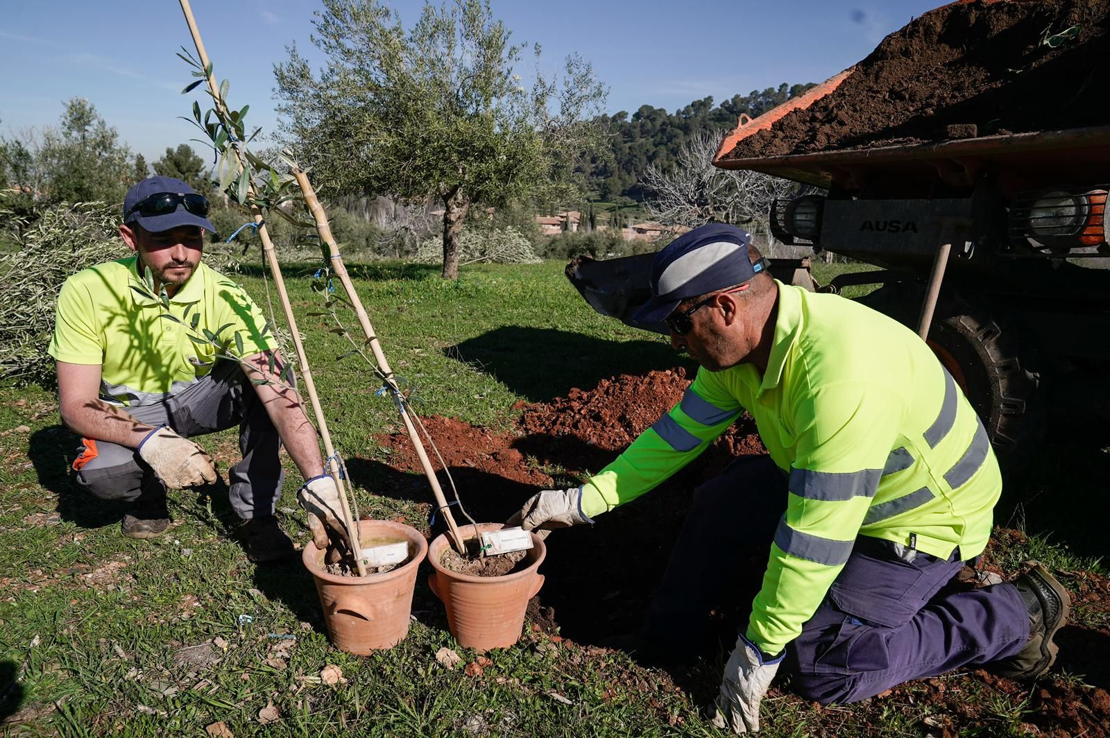Los olivos de Israel y Palestina.