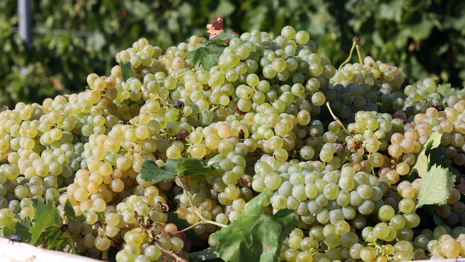 Fundador comienza su vendimia en Jerez