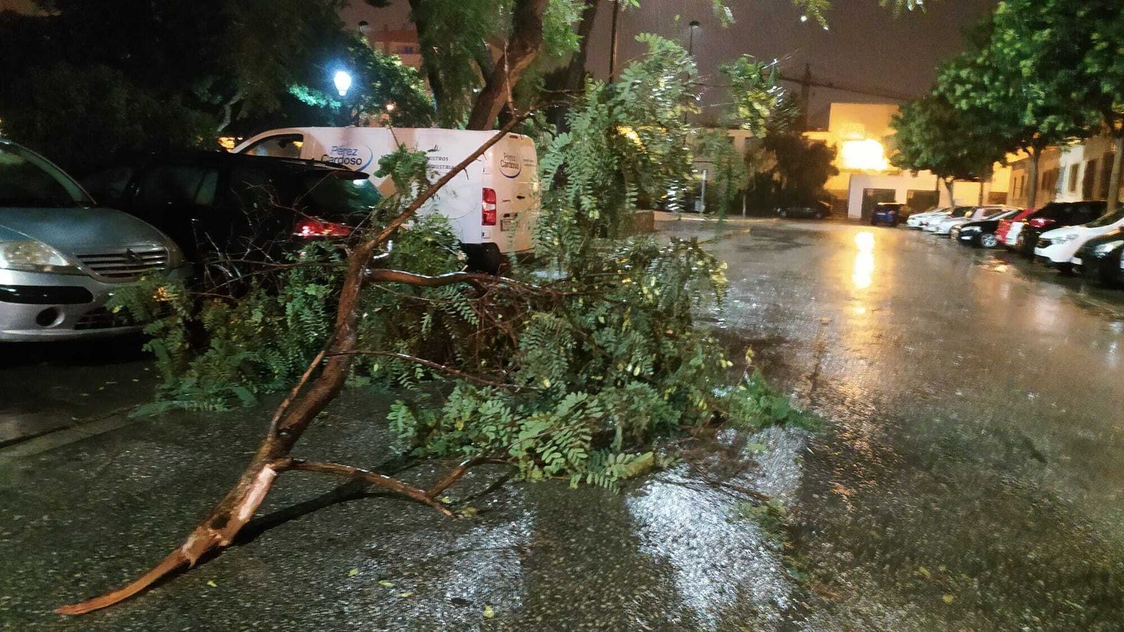 Ramas caídas en la calzada en San Fernando.