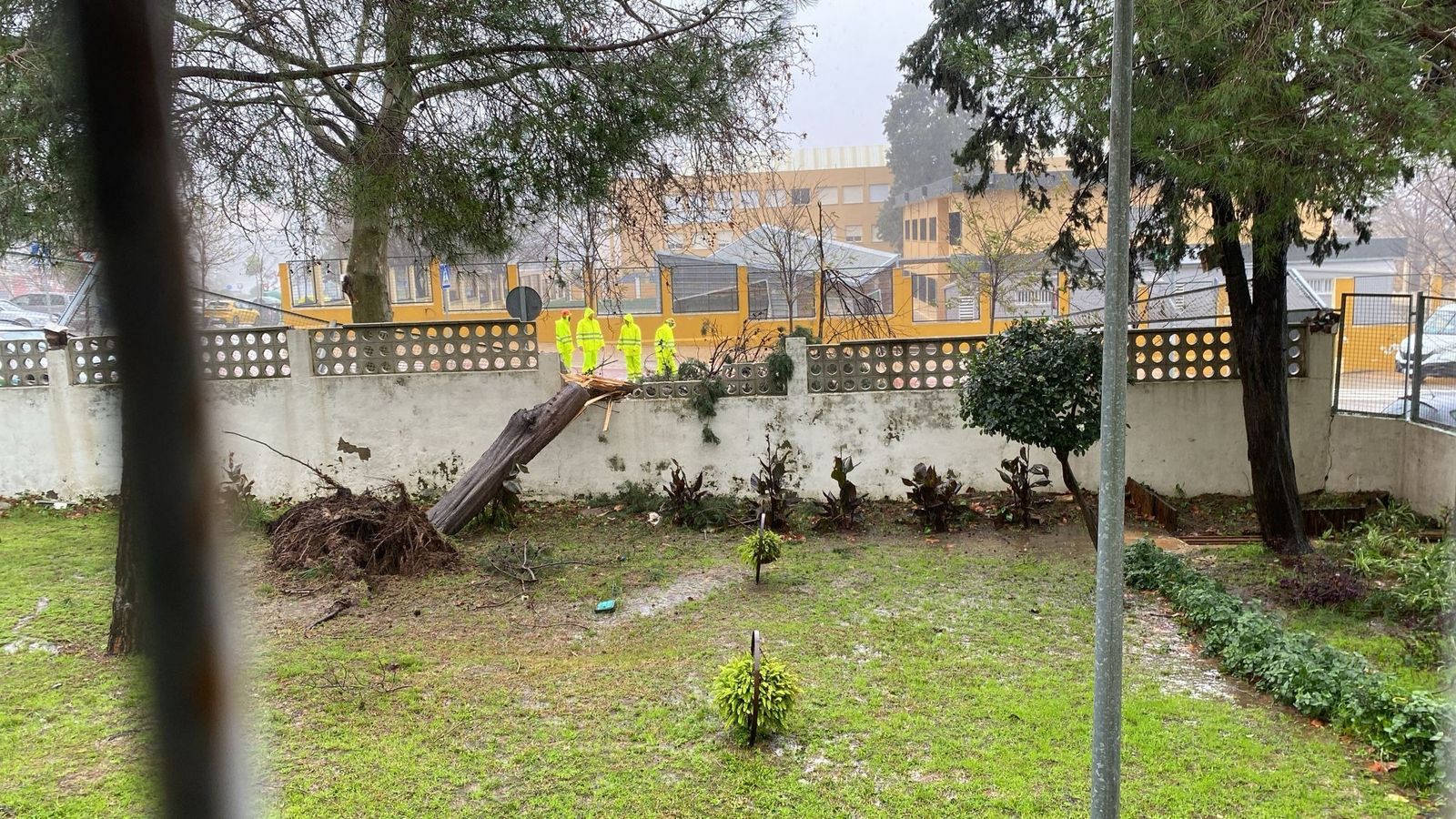 Un árbol se desploma dentro del IES Torrealmirante, en Algeciras, rompiendo parte del muro del centro.