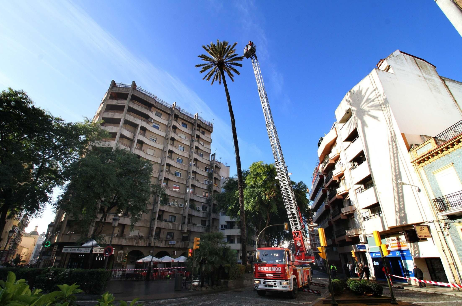 Triste adiós a la palmera más famosa de Huelva: Imágenes de sus 130 años de historia