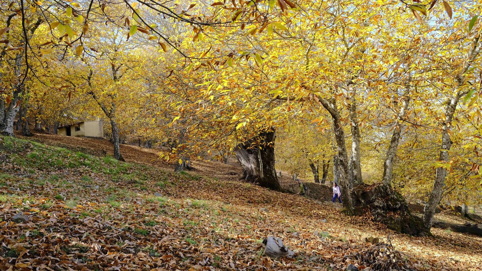 El color amarillo ocre ya es muy intenso