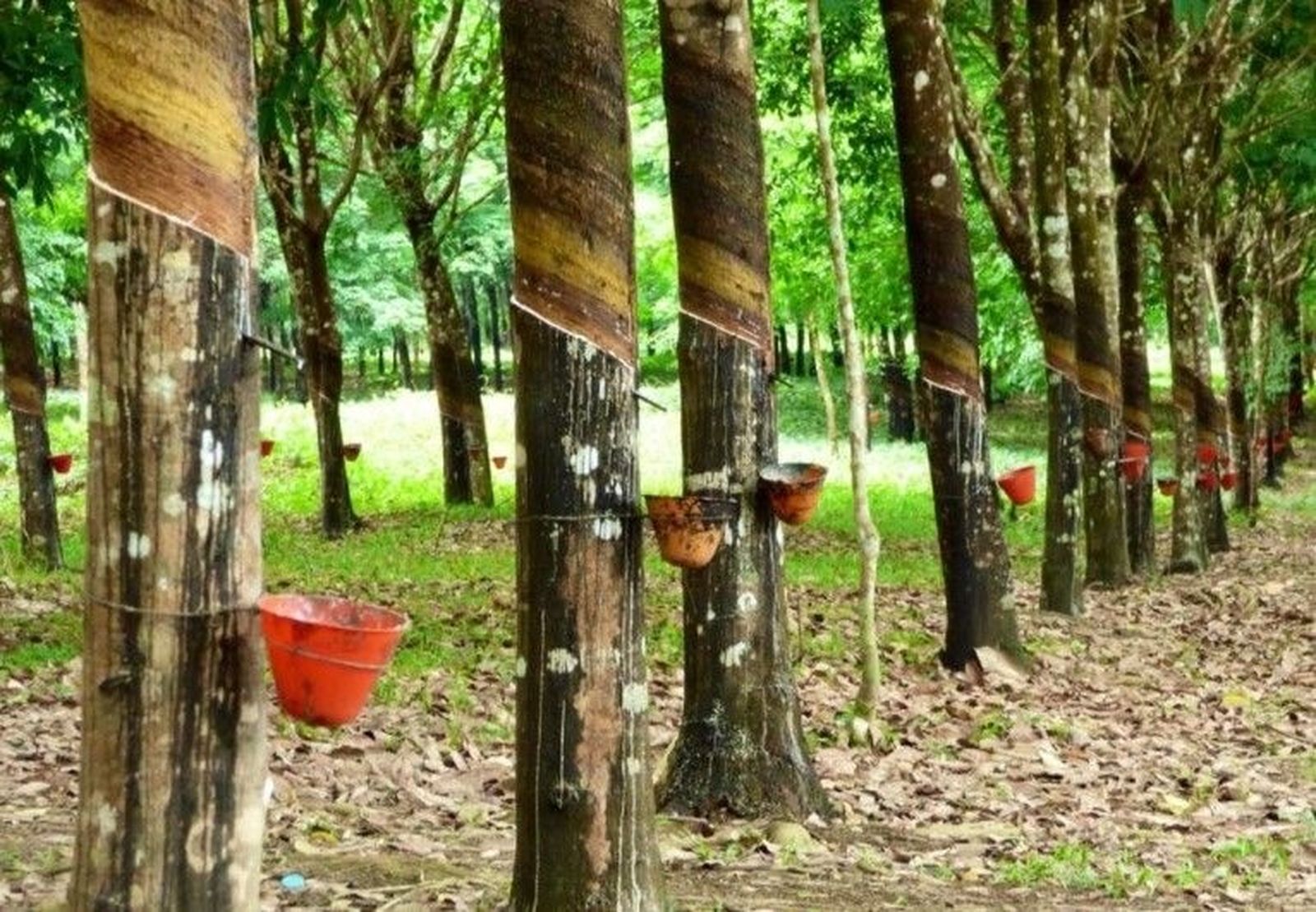 Trabajos en los árboles de la goma.