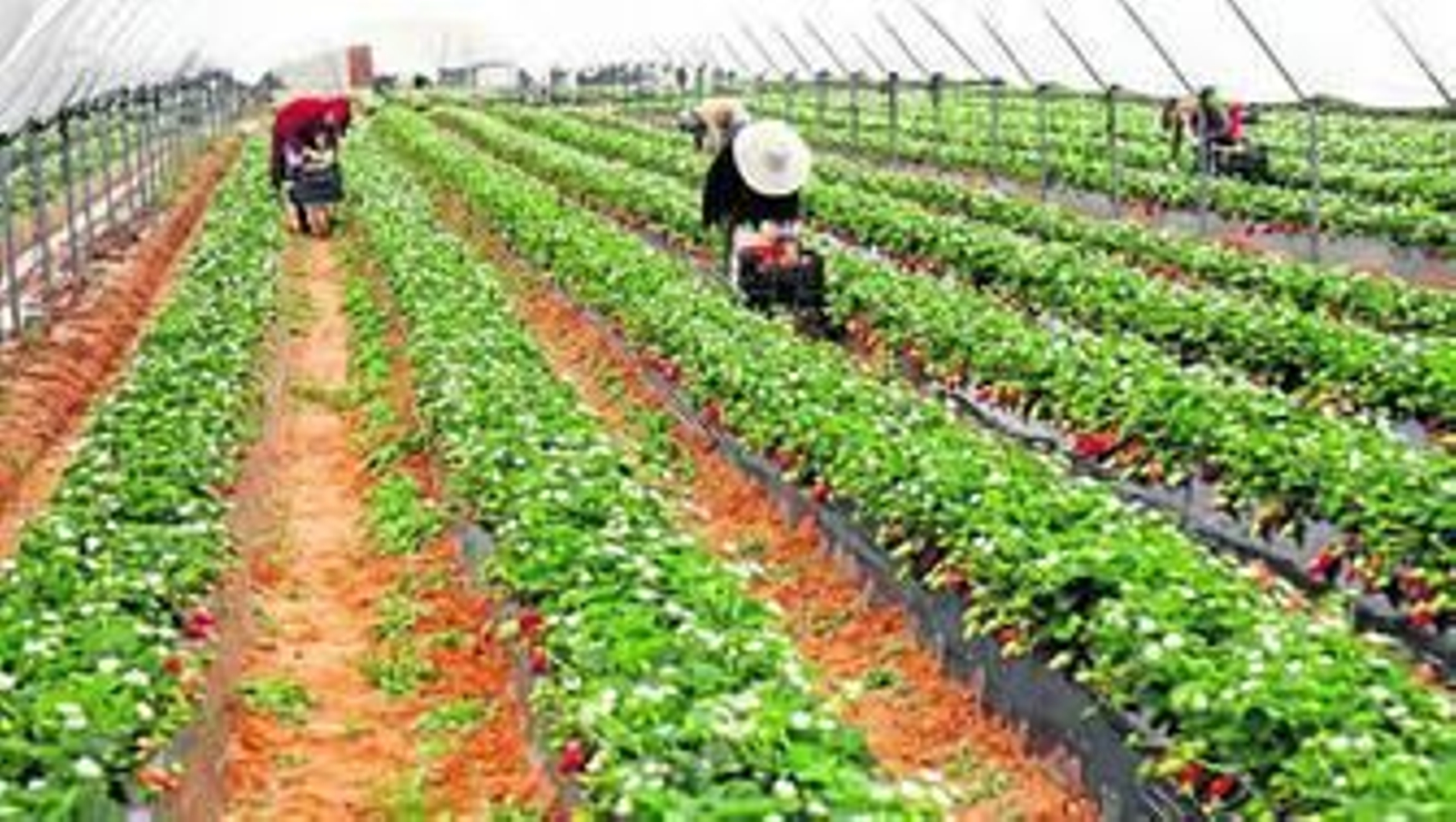 Cultivo de fresa en la demarcación del Piedras.