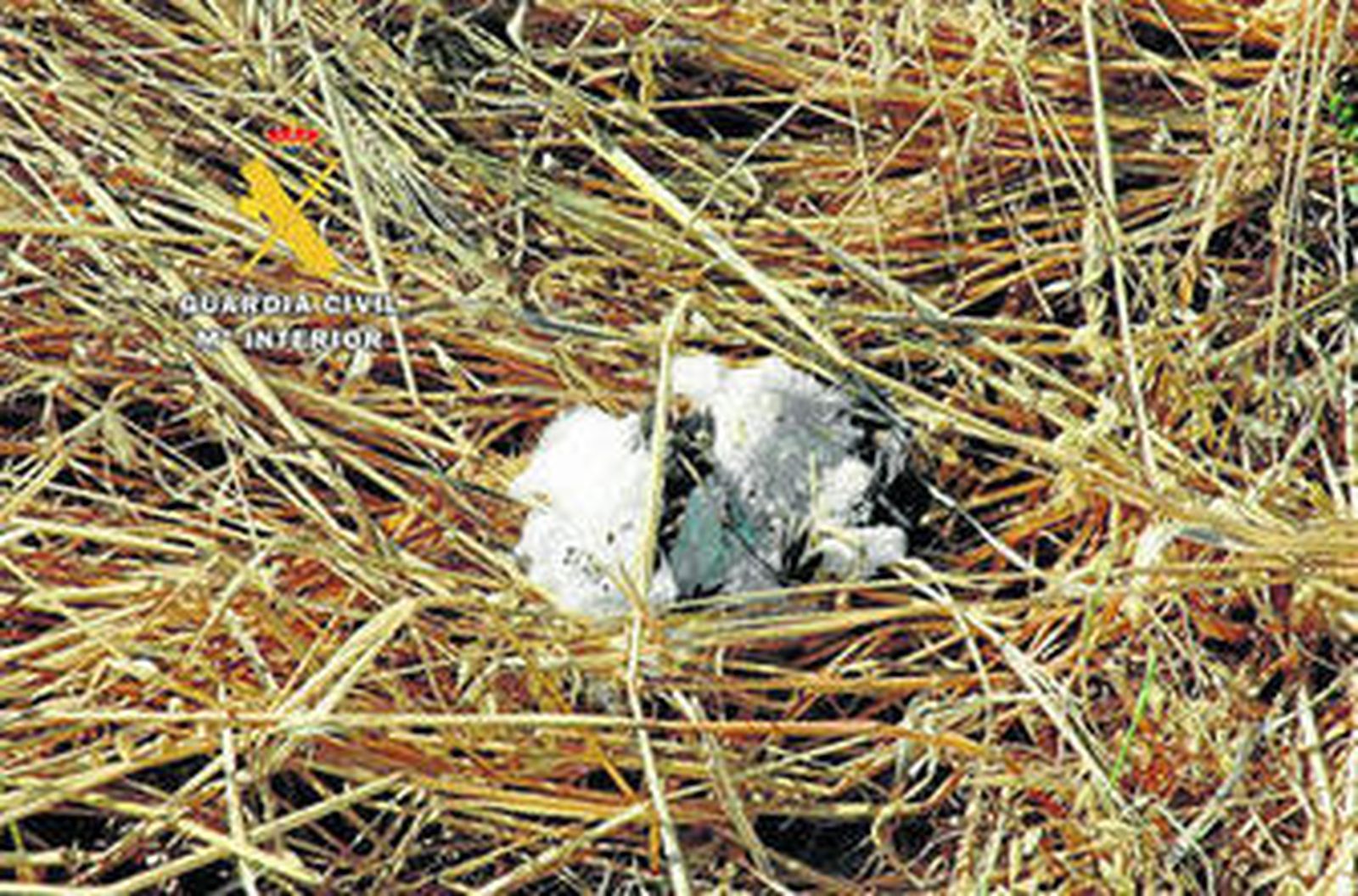 Una de las crías muertas.