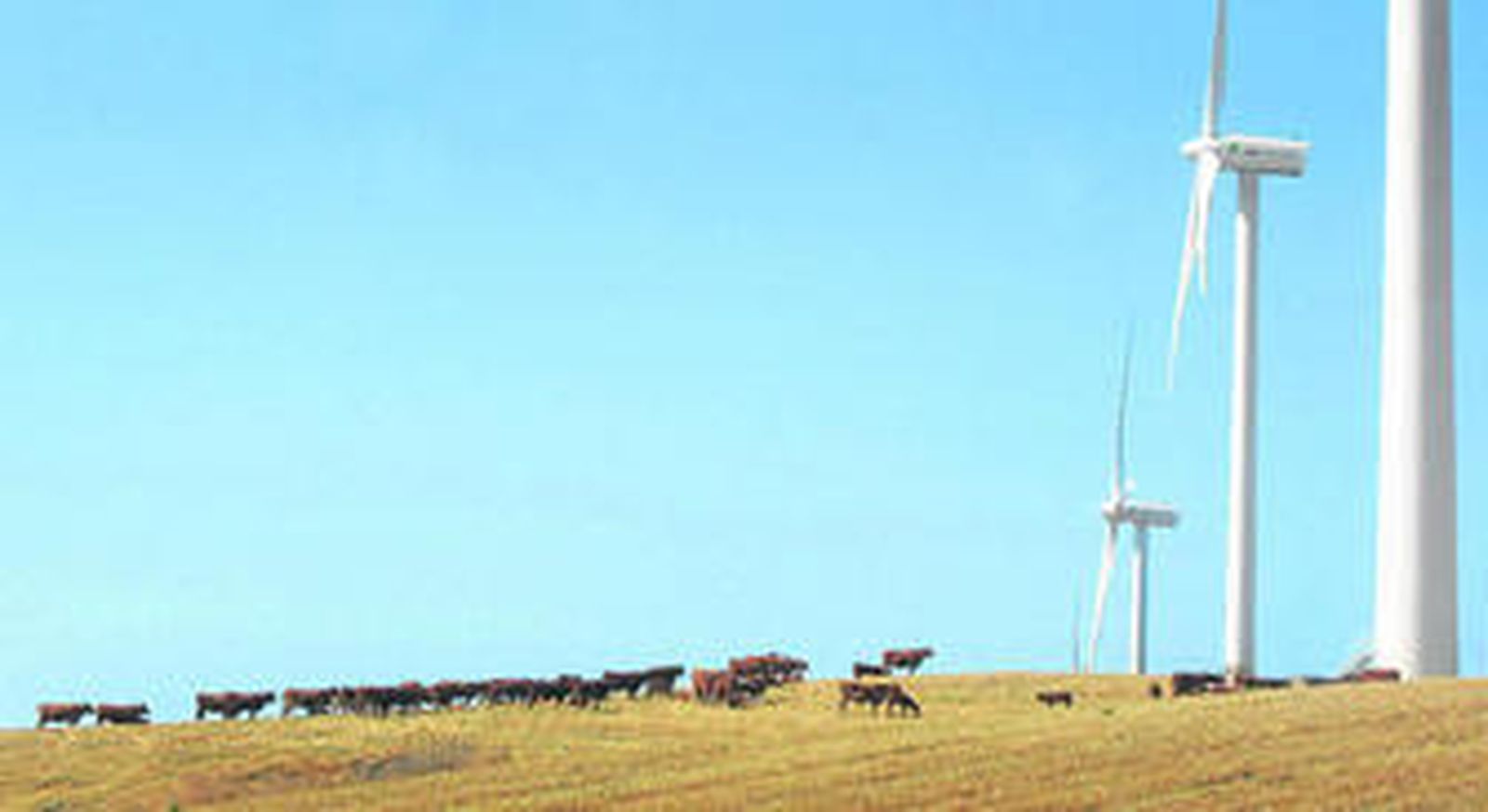 Unas vacas pastan junto a tres aerogeneradores de uno de los parques eólicos de La Janda, el pasado jueves en el término de Medina Sidonia.