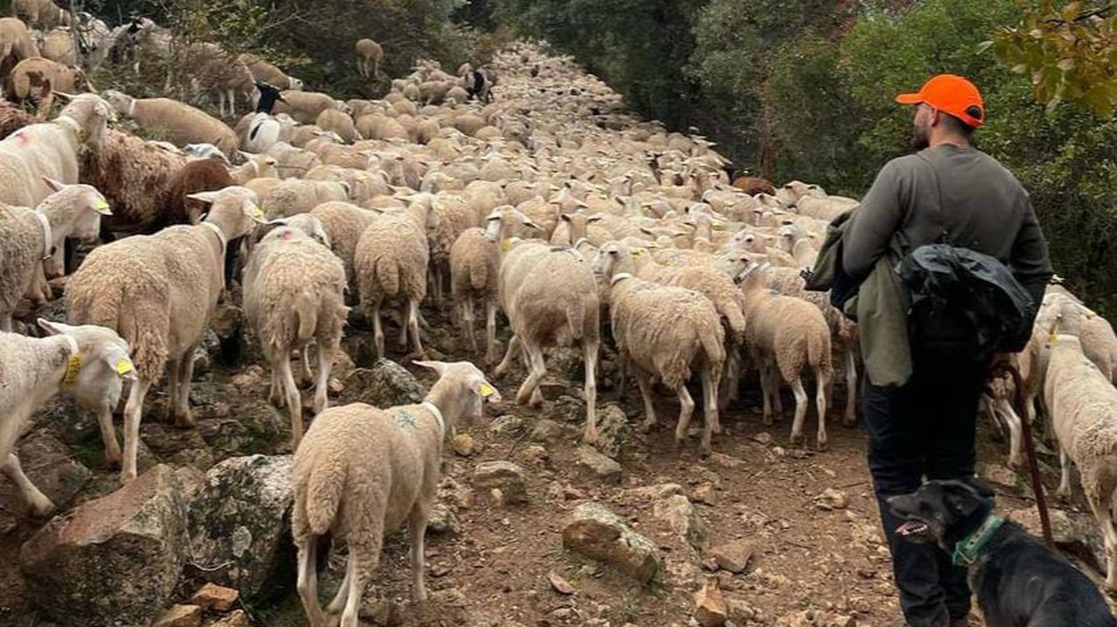Andrés Ahibar (24 años) guía a sus ovejas en plena trashumancia rumbo a Vilches.