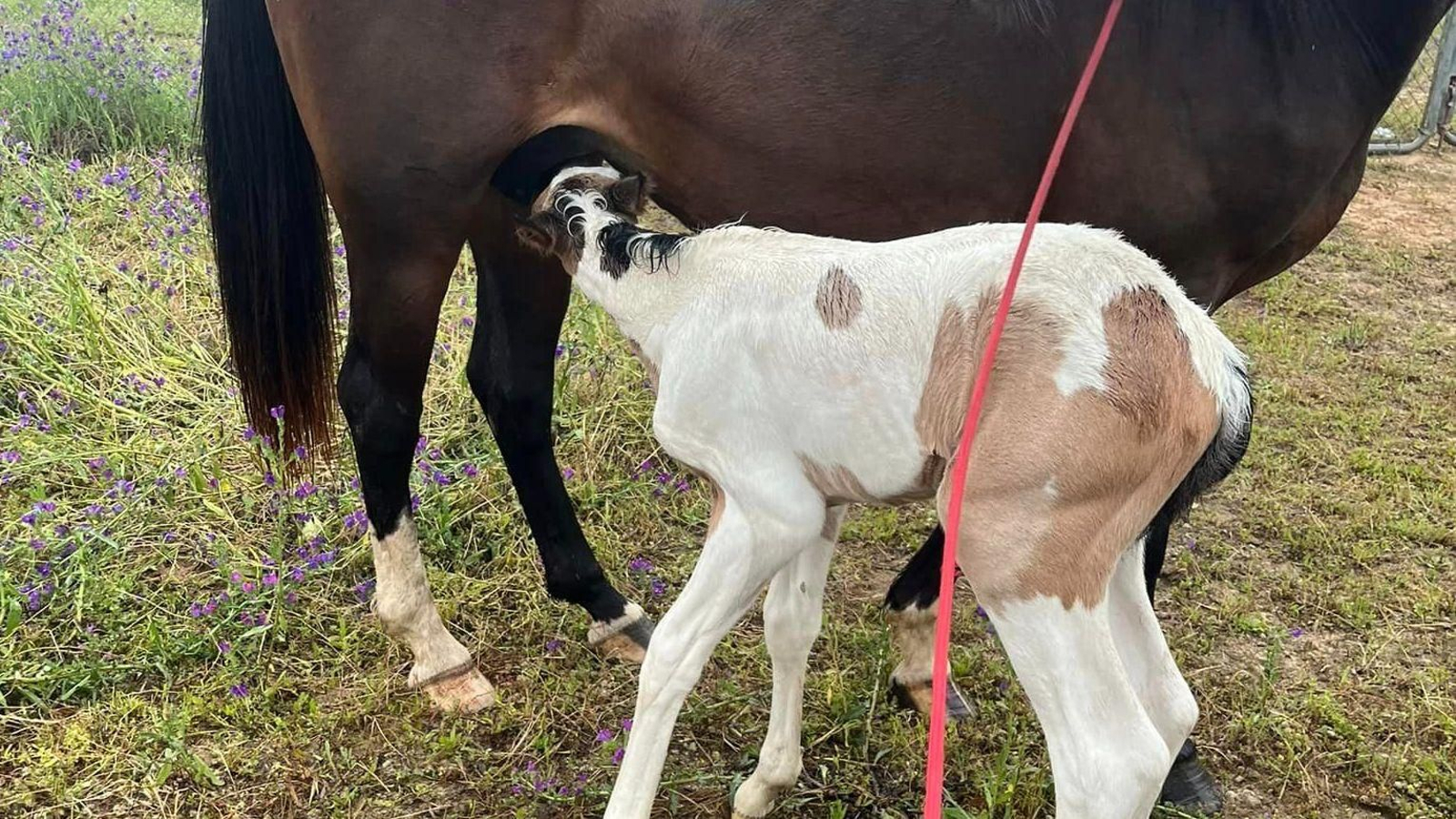 Uno de los animales robados. Uno de los animales robados.