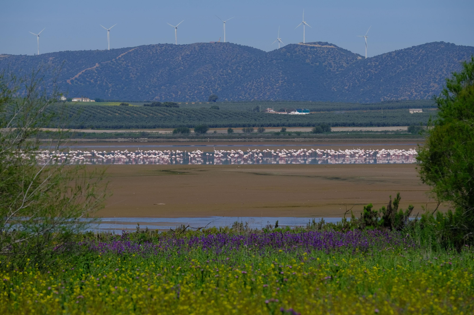 Miles de flamencos llegan a Fuente de Piedra tras las lluvias, en fotos.