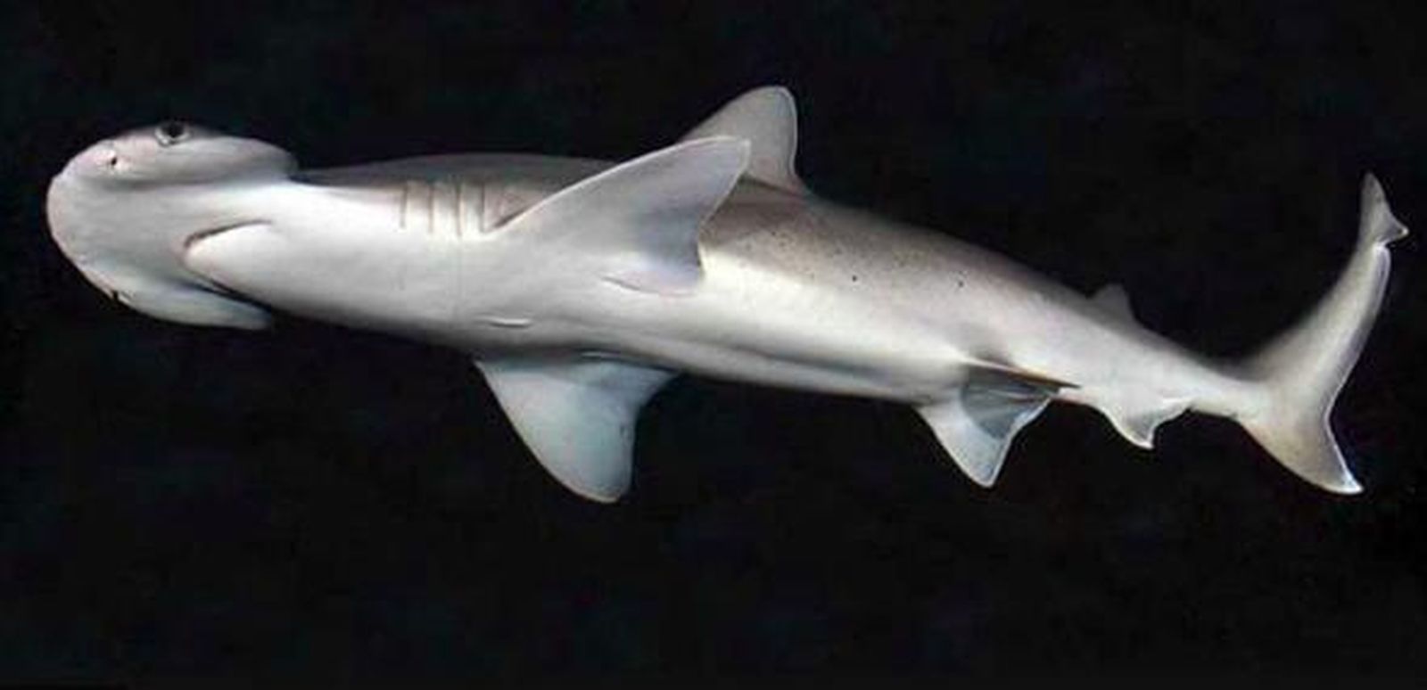 Los tiburones también usan campos magnéticos para orientarse