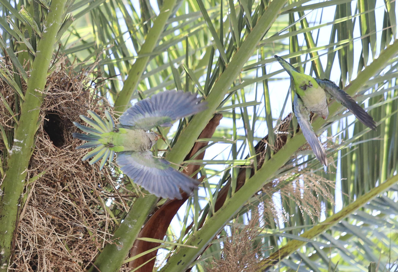 Dos cotorras salen de su nido en una palmera en la Alameda de Colón