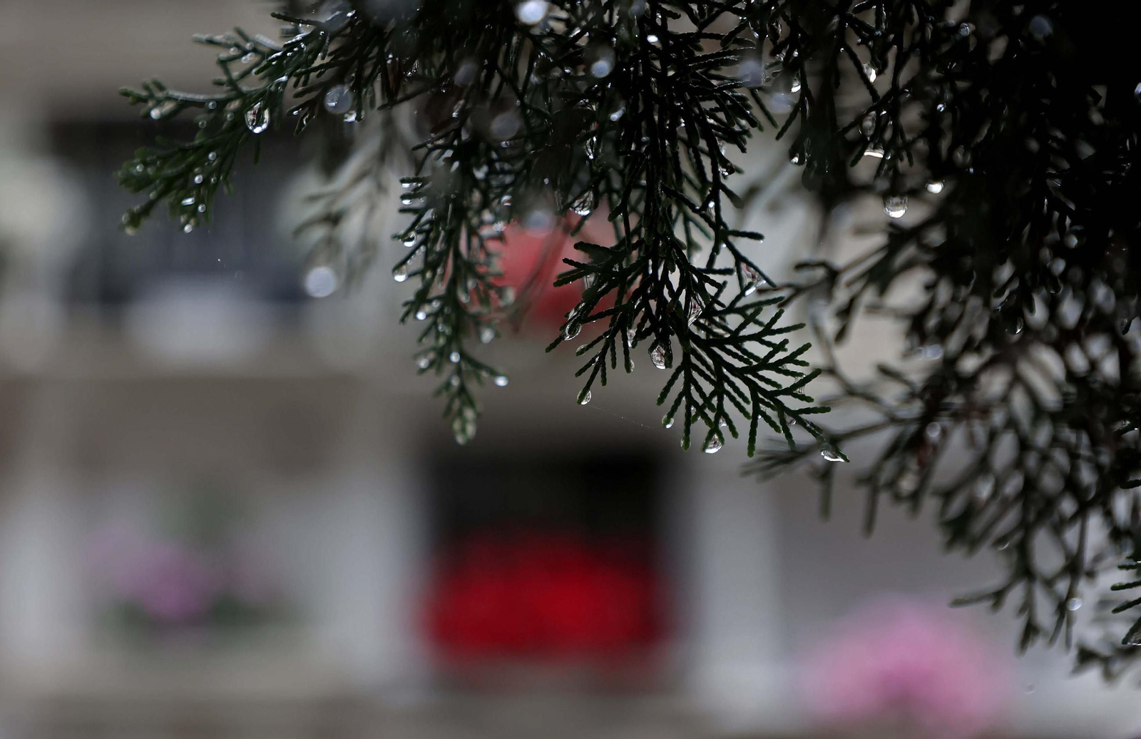 Fotos de los preparativos para Tosantos en el cementerio de Algeciras