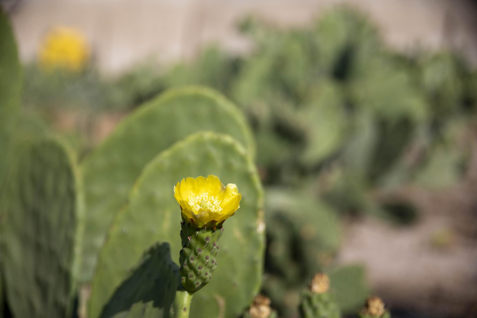 Plantación de chumbos de Níjar