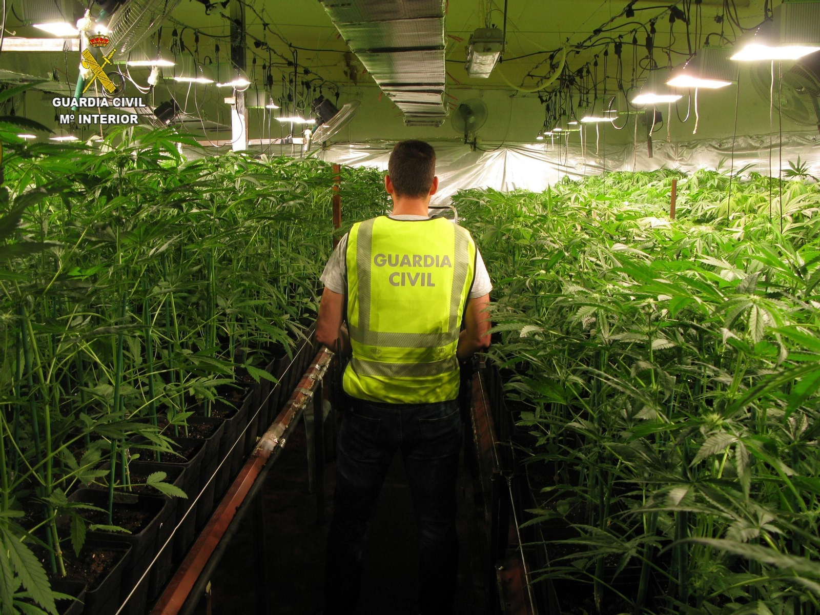 Plantación de marihuana en Carmona.