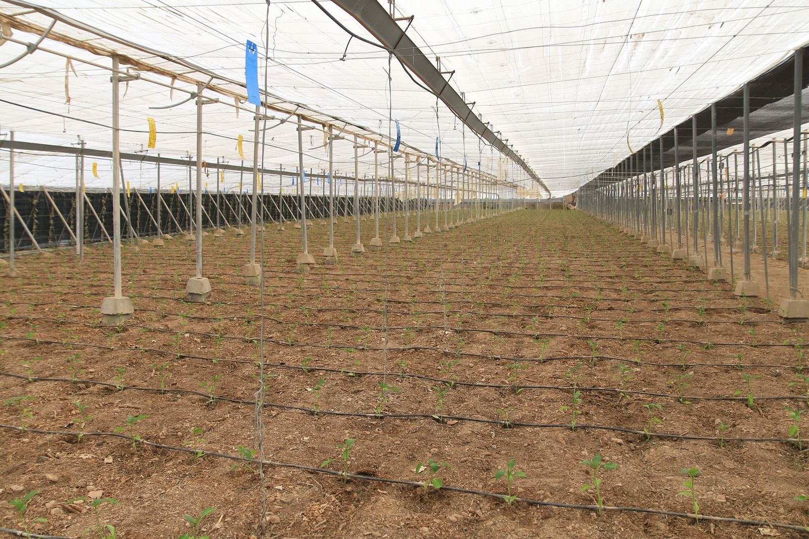 Pimiento temprano en Dalías.