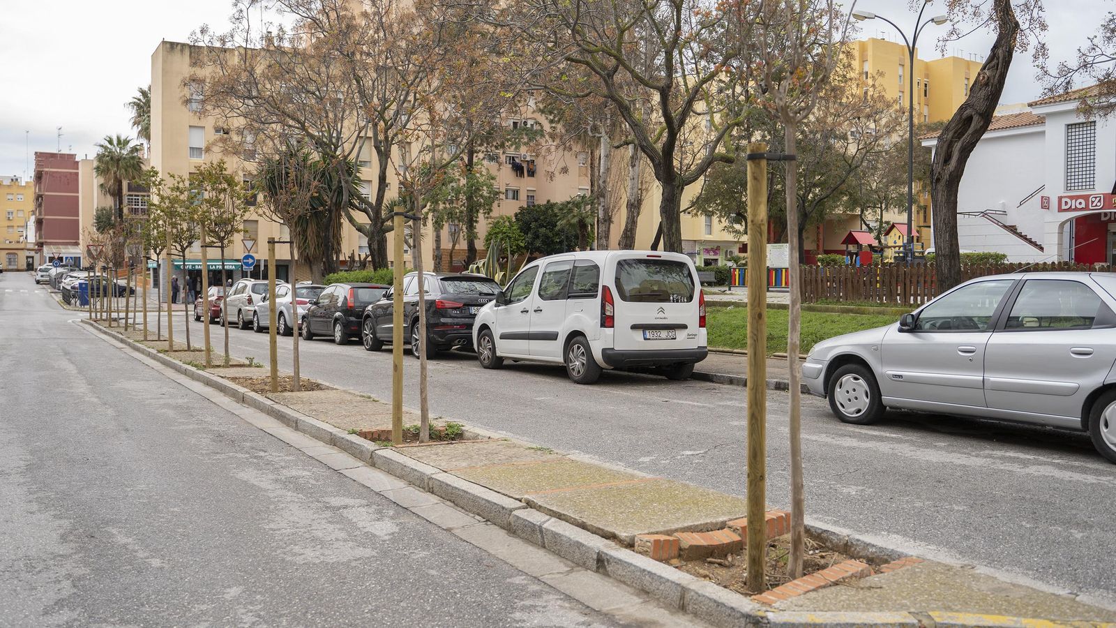 Nuevos árboles plantados en la calle Menéndez Pidal en San Fernando.