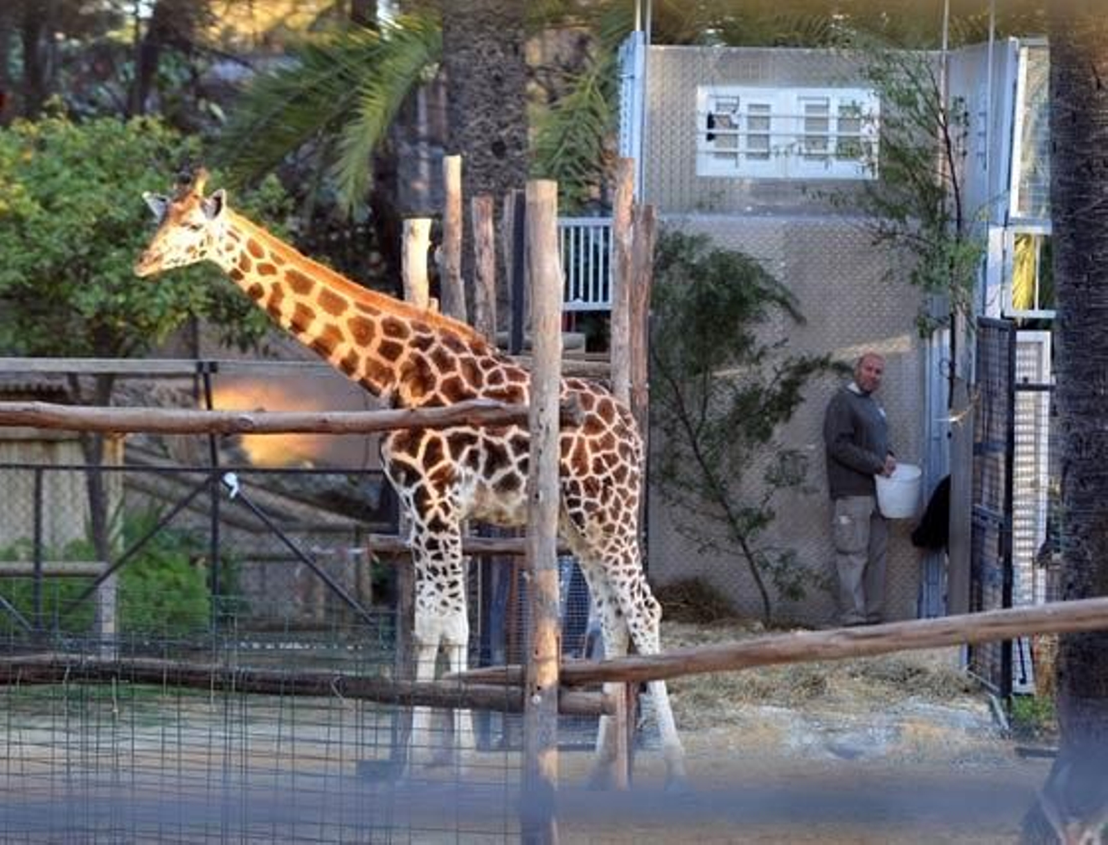 Jerezana, la jirafa de Rothschild nacida en marzo del año pasado en el Zoobotánico de Jerez ha sido trasladada al Parque Zoológico de Valencia para continuar con los trabajos de conservación de dicha especie

Foto: Manuel Aranda