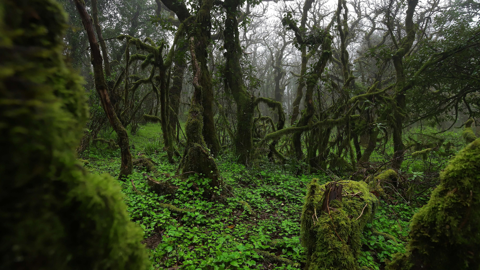 El Bosque de la Niebla