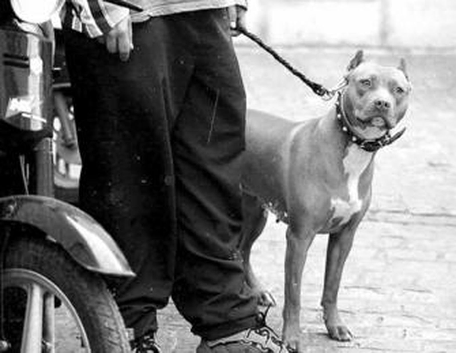 En Granada existen más de doscientos perros potencialmente peligrosos.