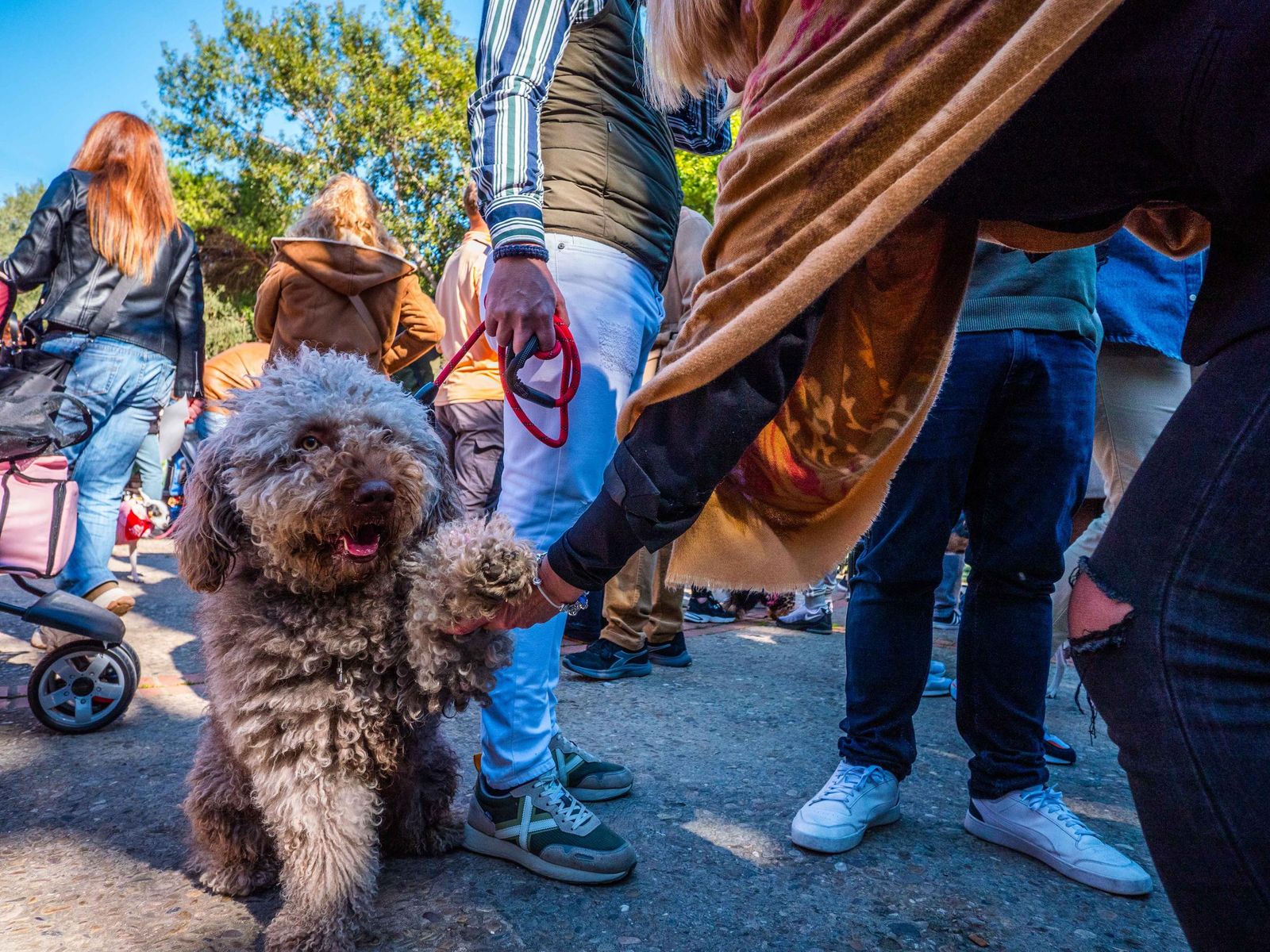 Las imágenes de San Antón 2025 en San Fernando