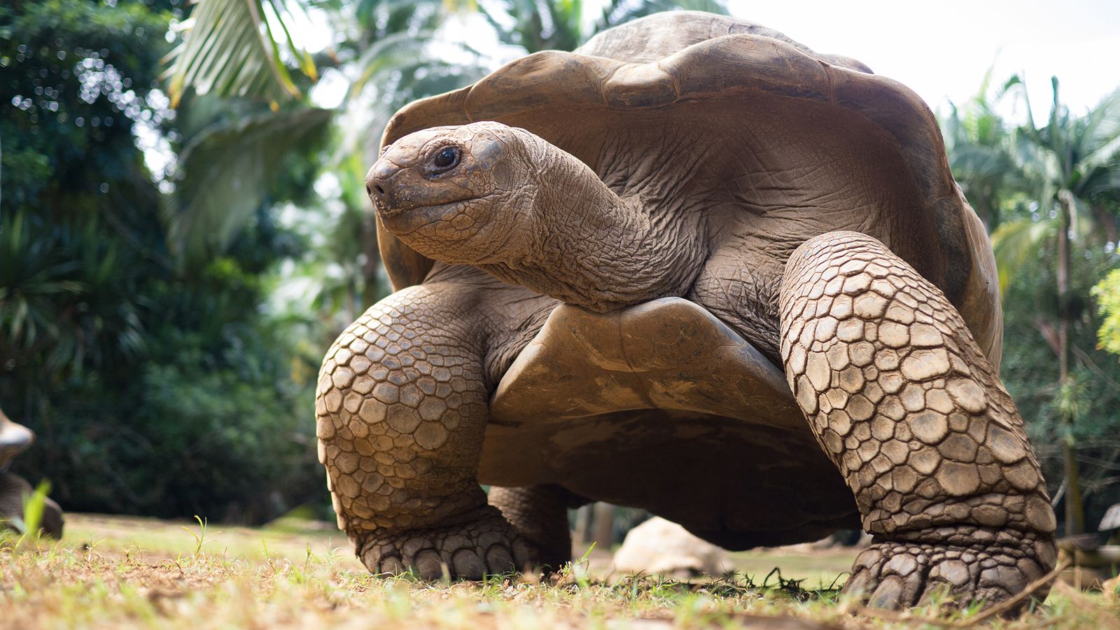 La ciencia desvela algunos secretos por los que las tortugas viven tanto