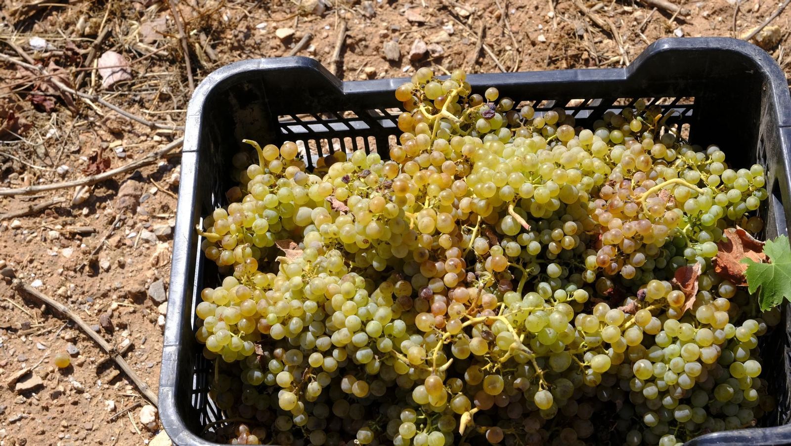 La vendimia en la Bodega Cortijo del Cura de Laujar, en imágenes