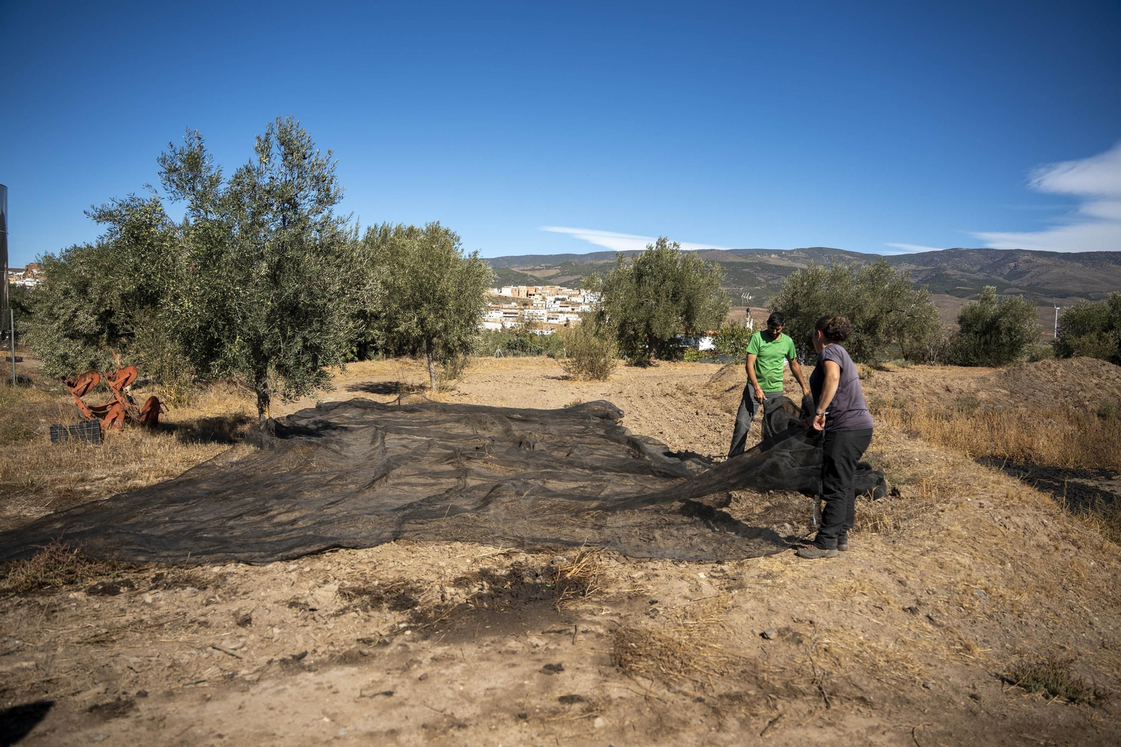 Las imágenes de la campaña recogida de acetuna en Fiñana