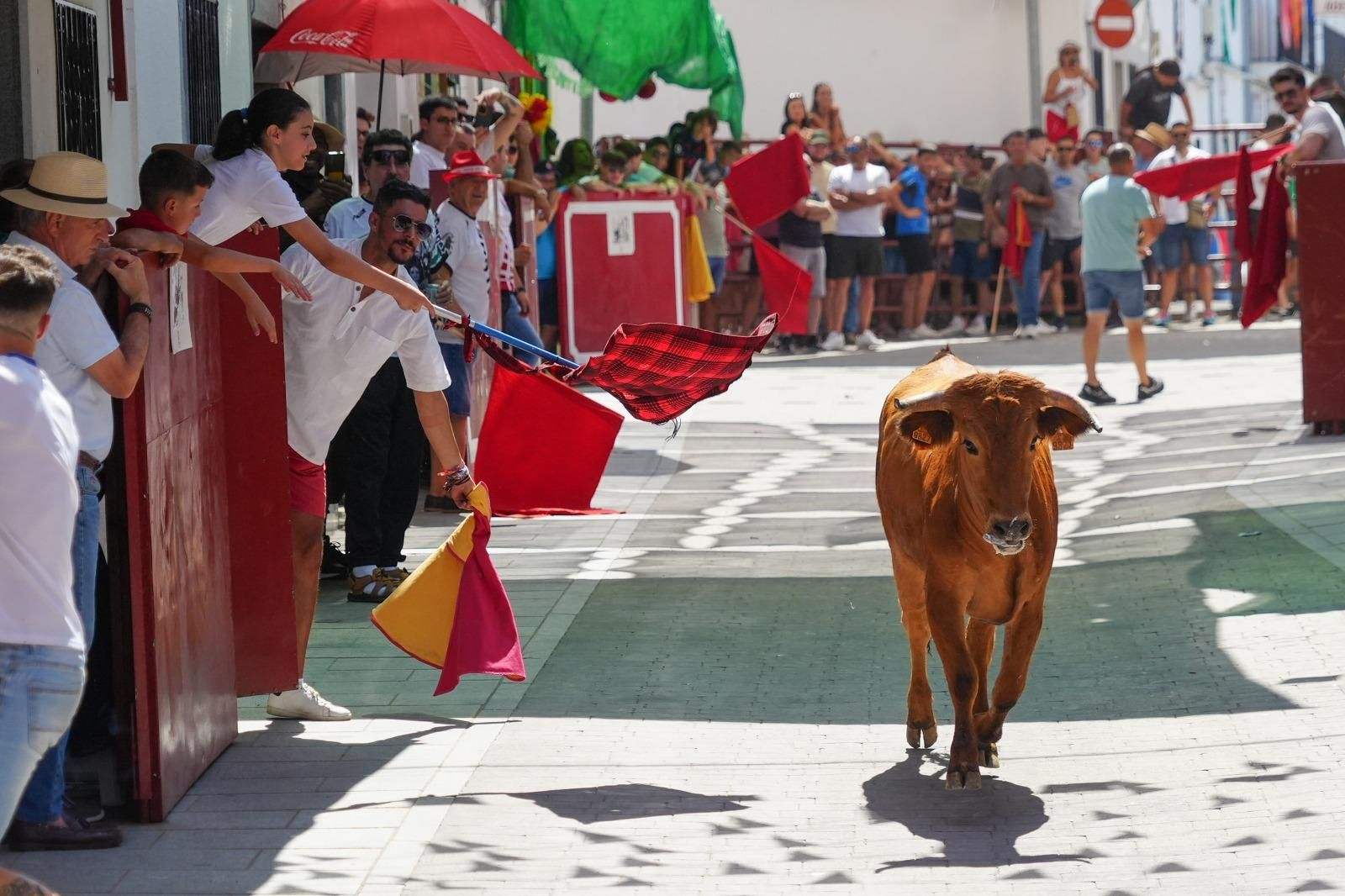 El encierro de vaquillas de El Viso, en imágenes