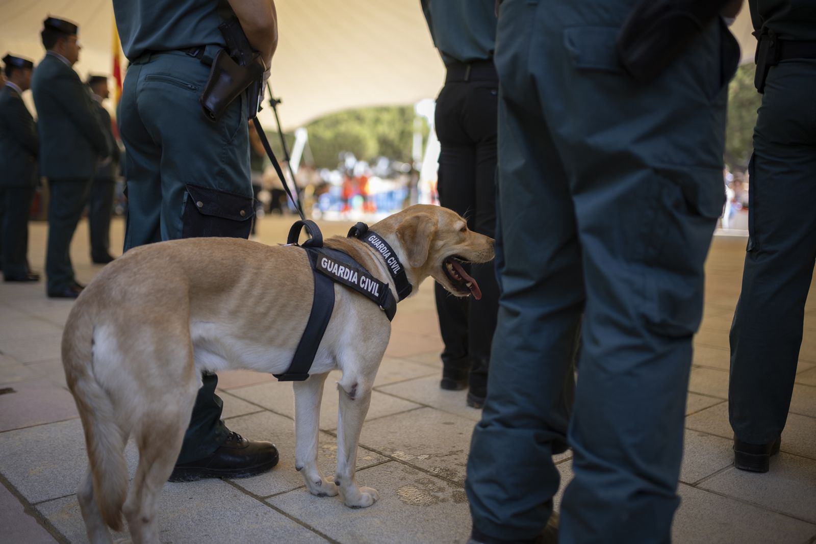 Imágenes de los actos de celebración de la festividad de la patrona de la Guardia Civil, la Virgen del Pilar.