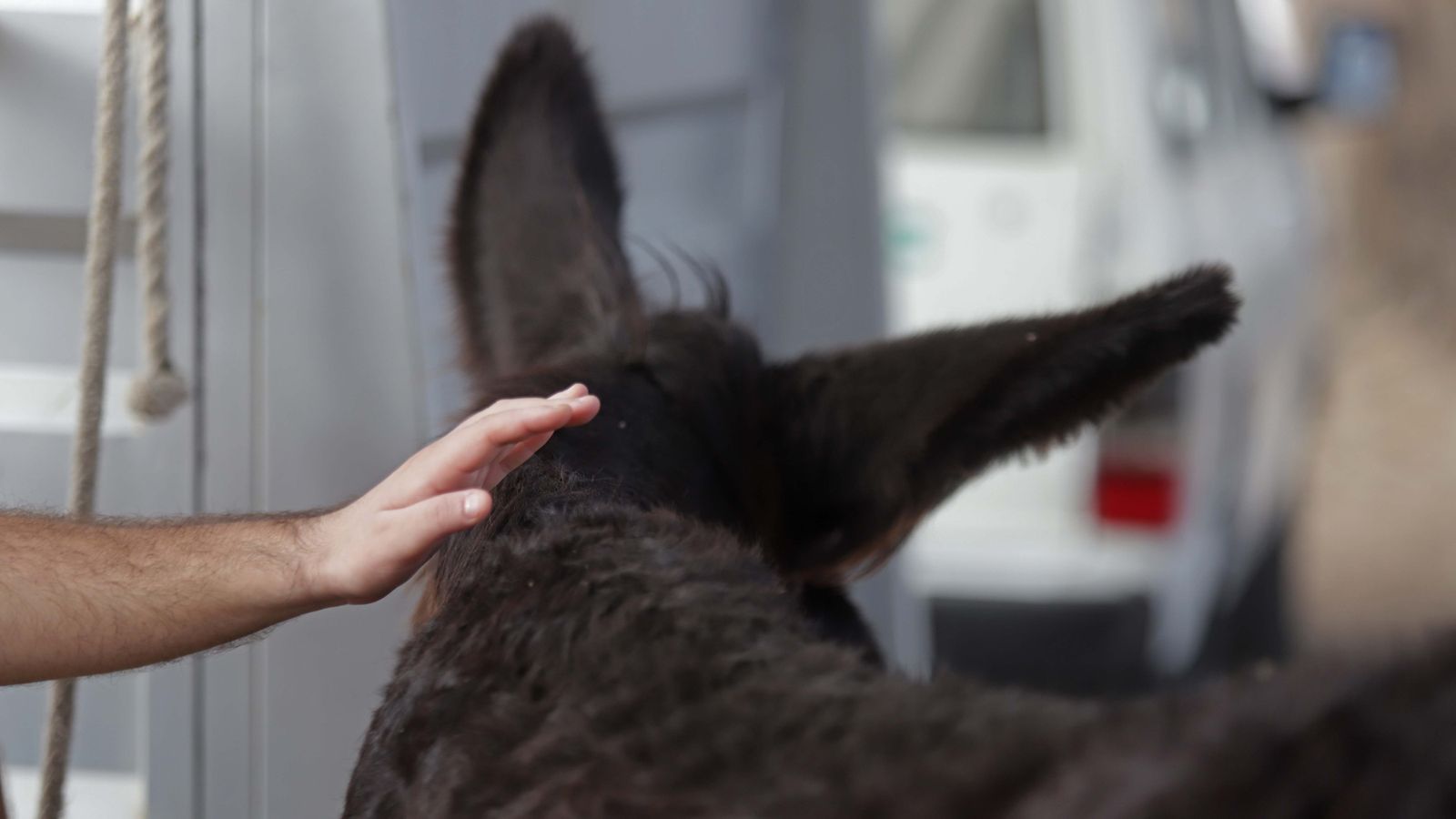 Sesión  de burroterapia con usuarios de Asansull en Palmones