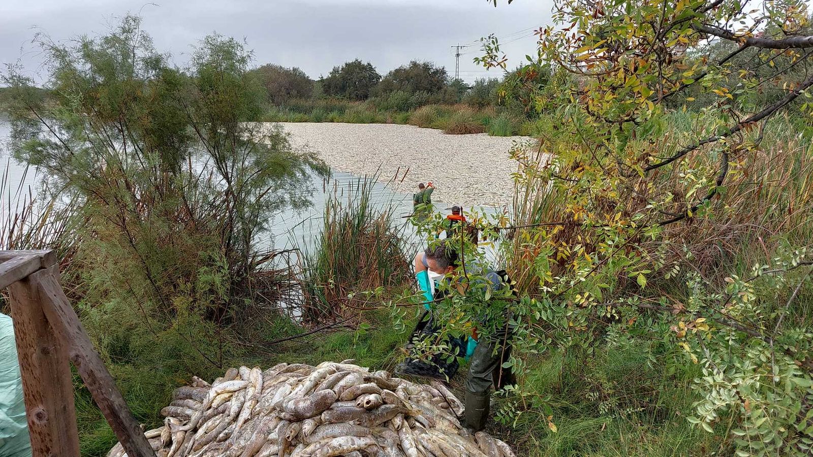 Retirada de los peces muertos.