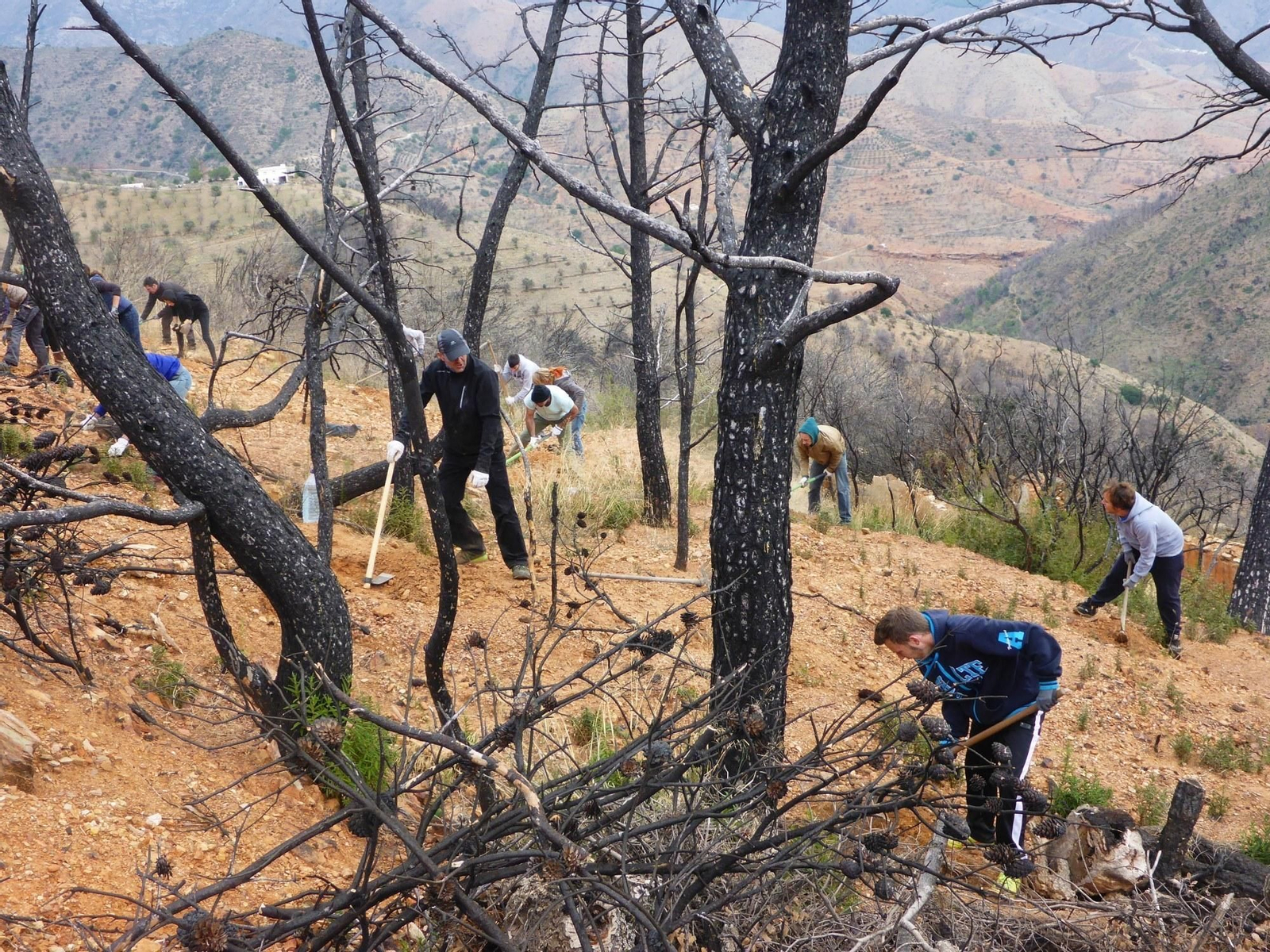Trabajos de reforestación en la sierra de Lújar.