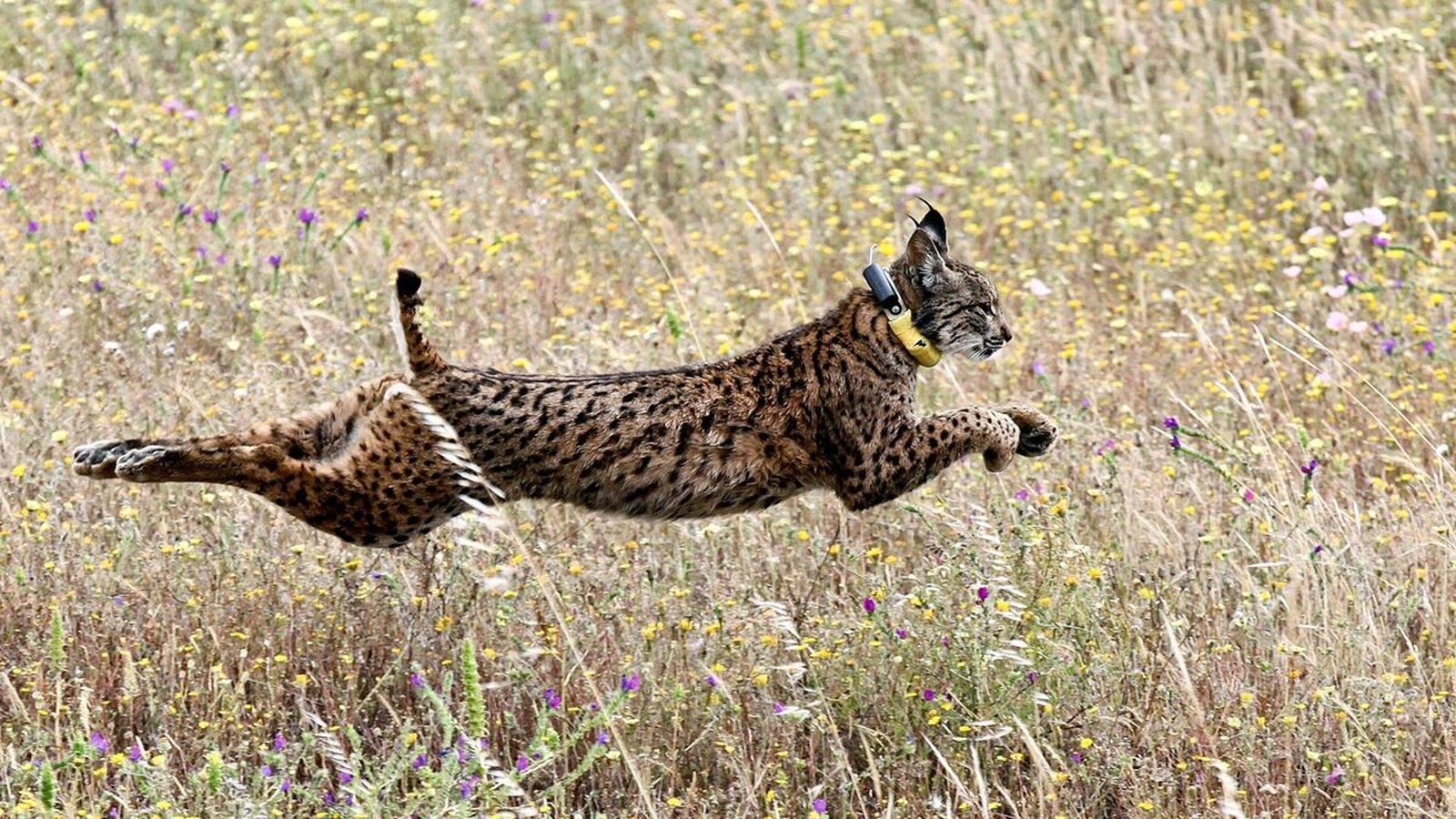 Sueltan cinco linces en libertad en la Sierra Arana, en Granada