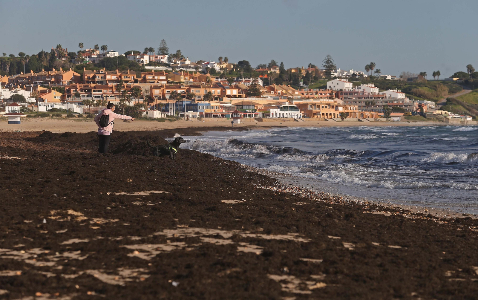 Fotos del alga invasora en la playa de Getares