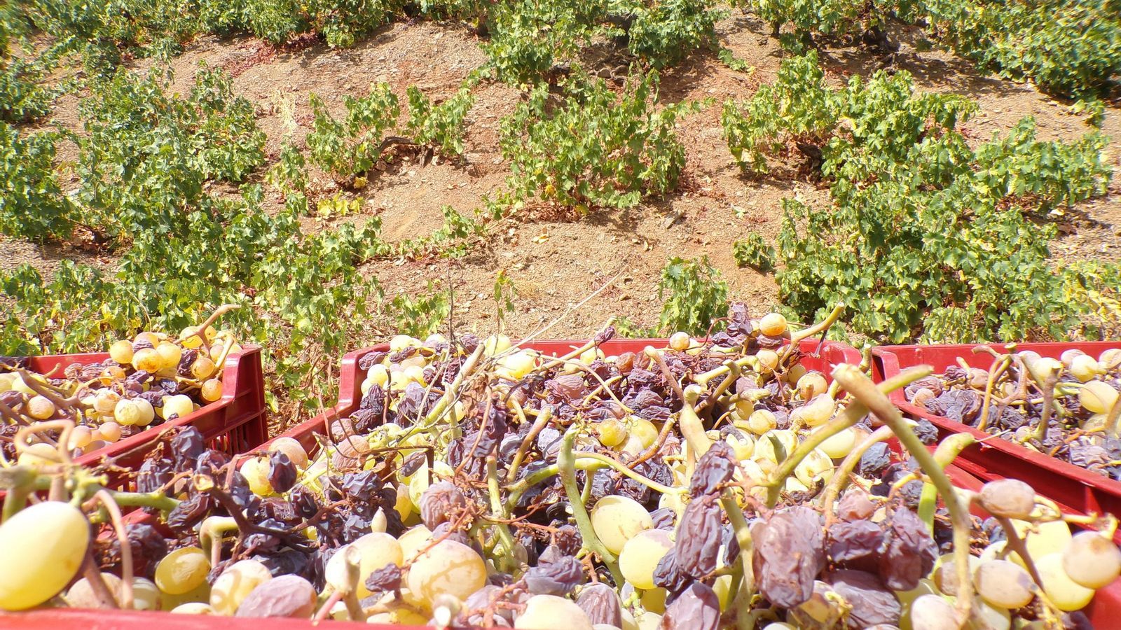 La vendimia en la Axarquía, en imágenes