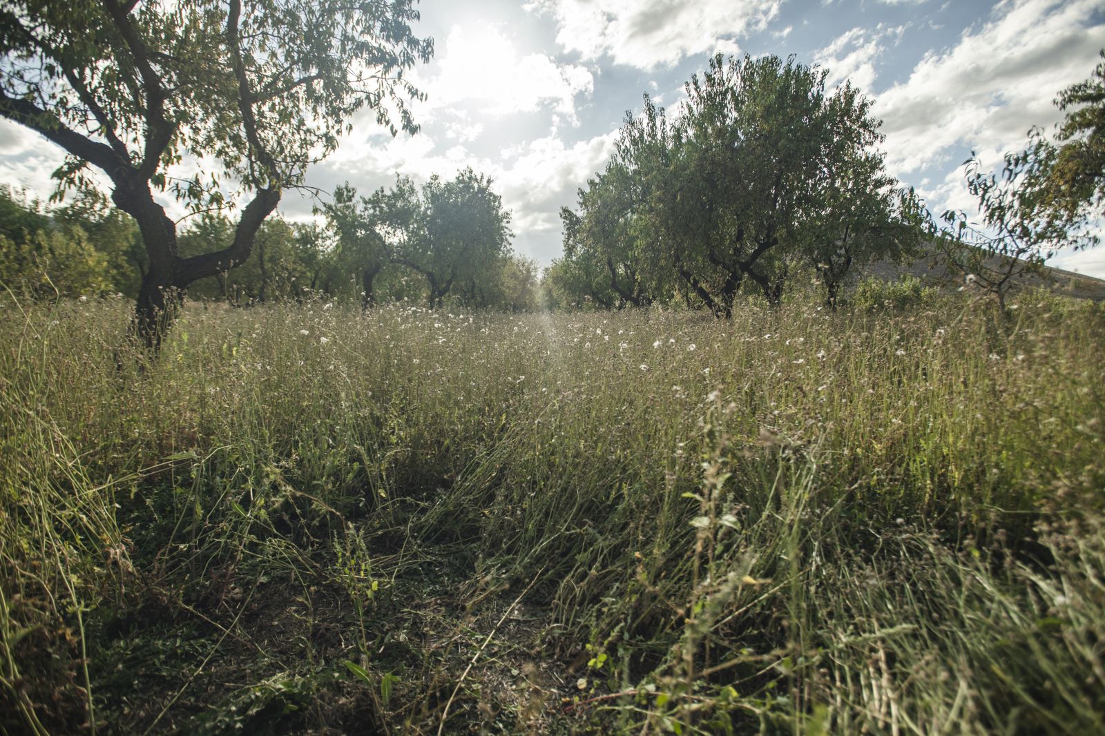 inca experimental La Almendrehesa.