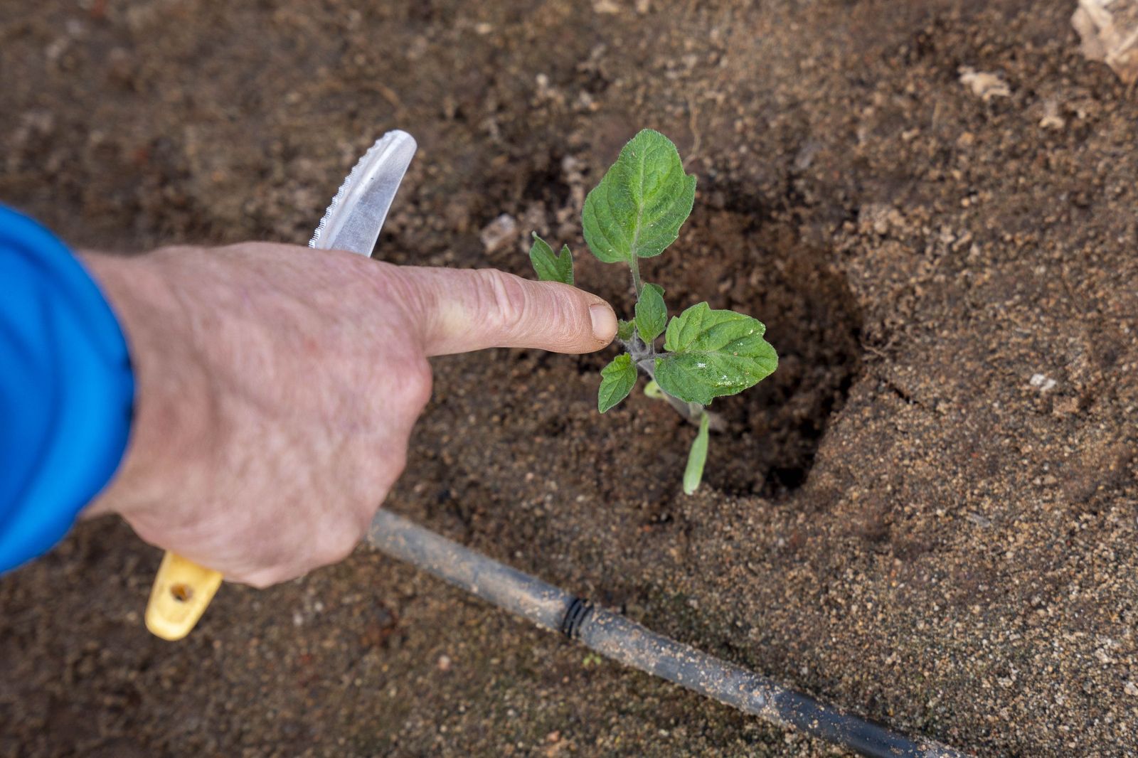 La primavera se planta en invierno entre sandías y tomates almerienses