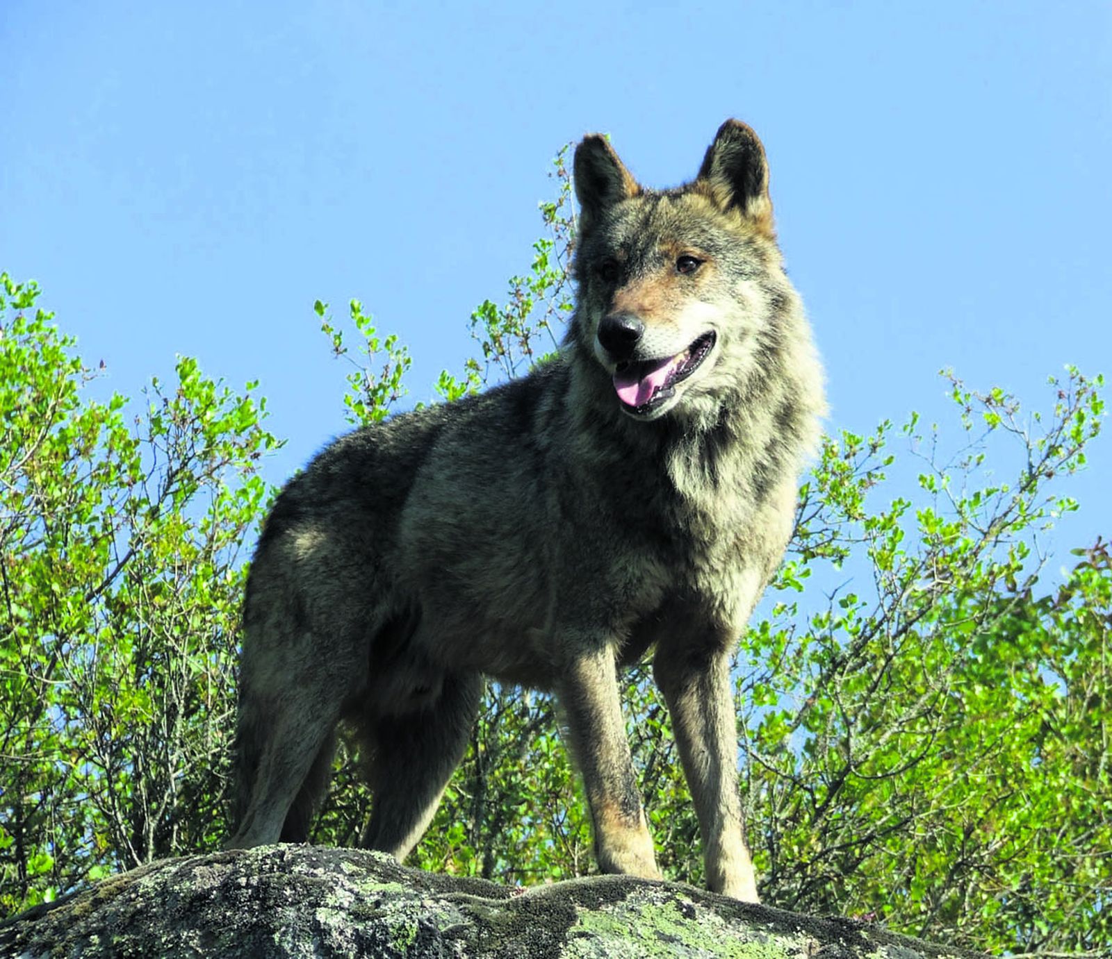 Imagen de un lobo ibérico, especie que pretende potenciar la Consejería de Medio Ambiente.