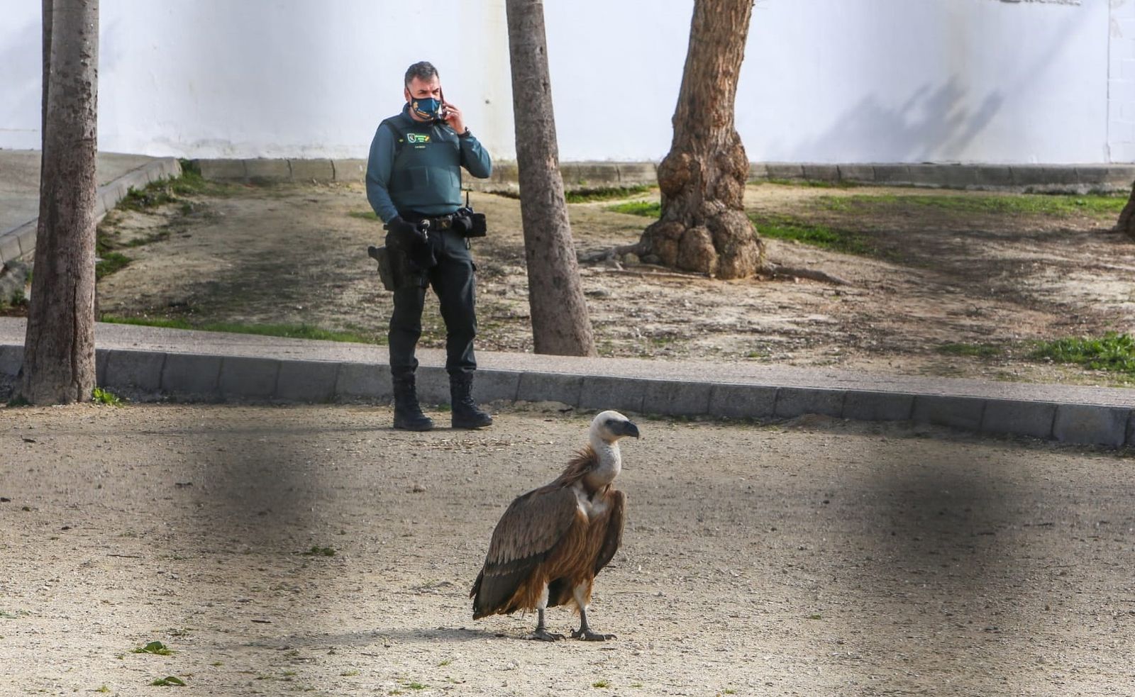 Uno de los agentes de la Guardia Civil junto al buitre en el patio del colegio, momentos antes de su retirada.