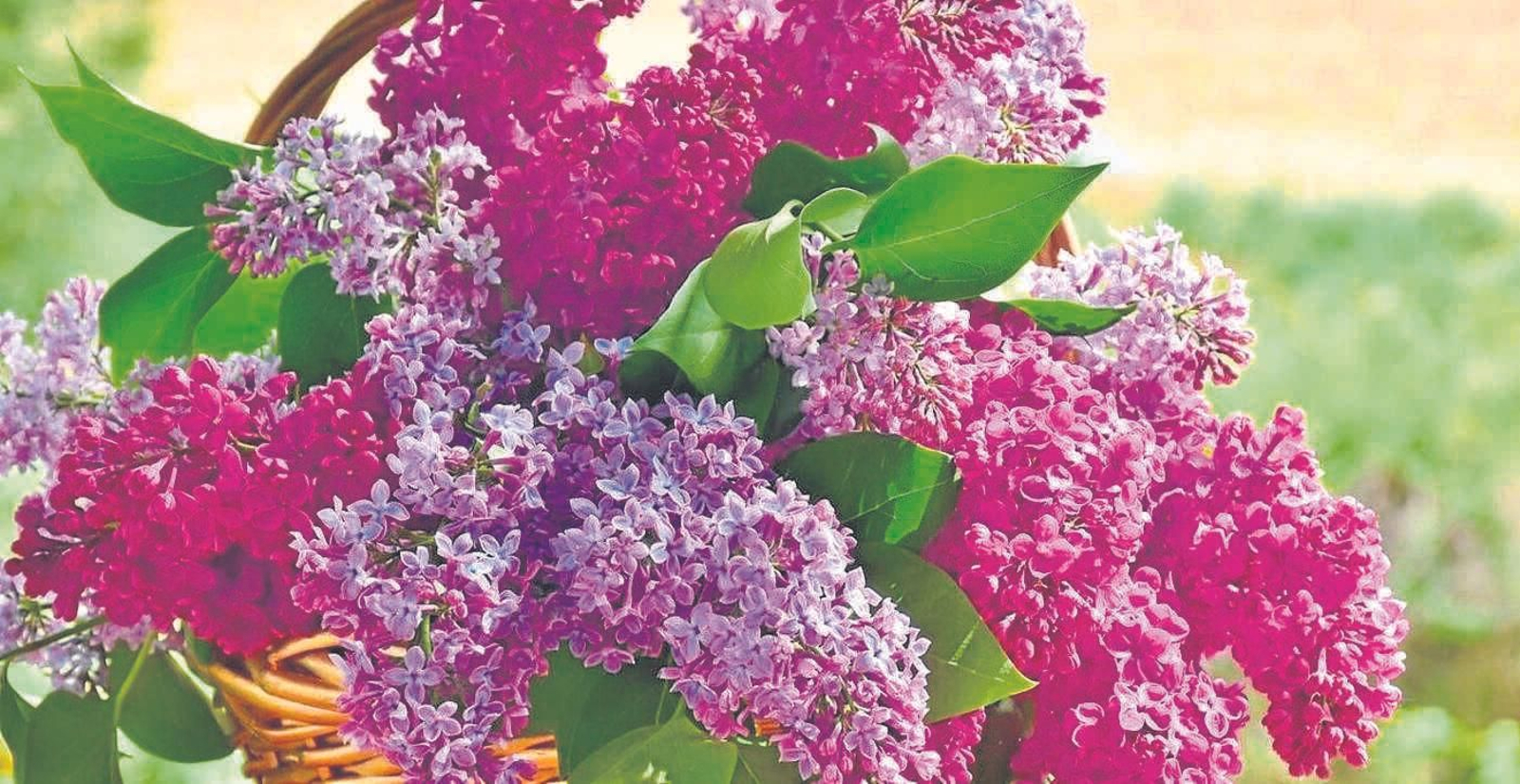 Las flores de Andalucía