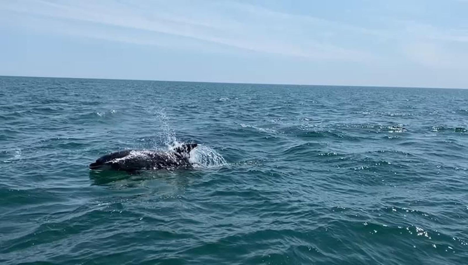 Delfines en la boya de recalada del Puerto de Huelva.