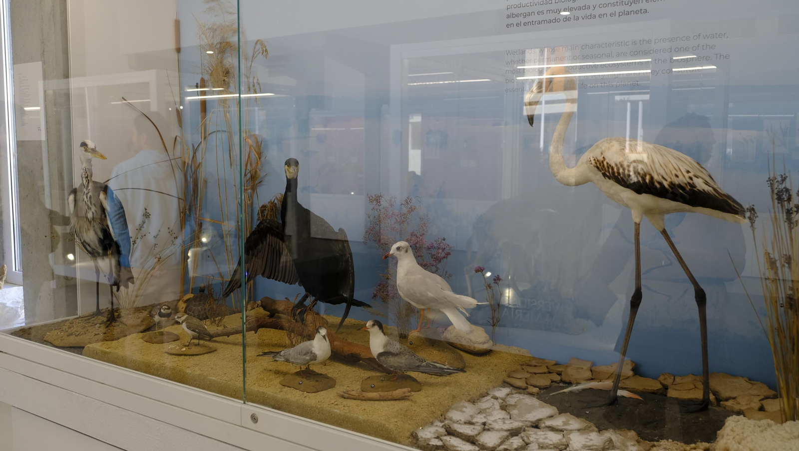 Descubre en estas fotos las maravillas que esconde el Pabellón de Historia Natural de la UAL