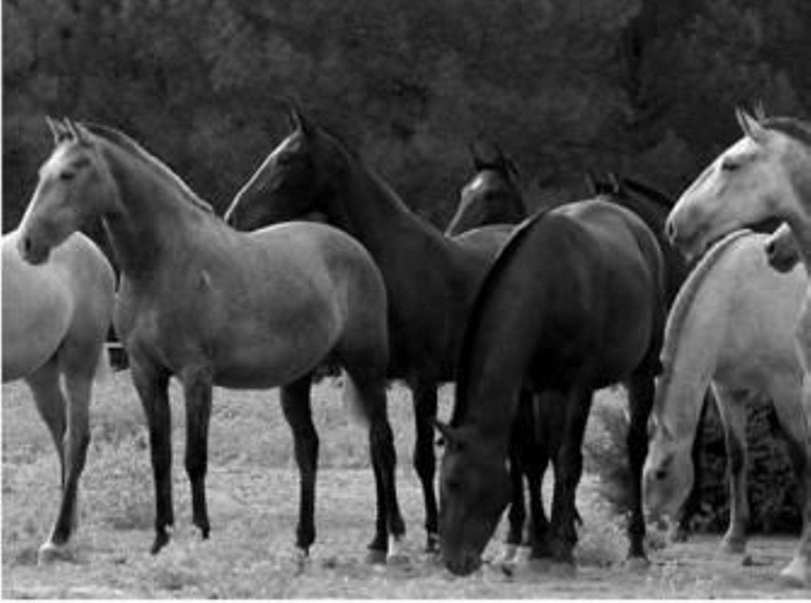 Un grupo de yeguas españolas en libertad