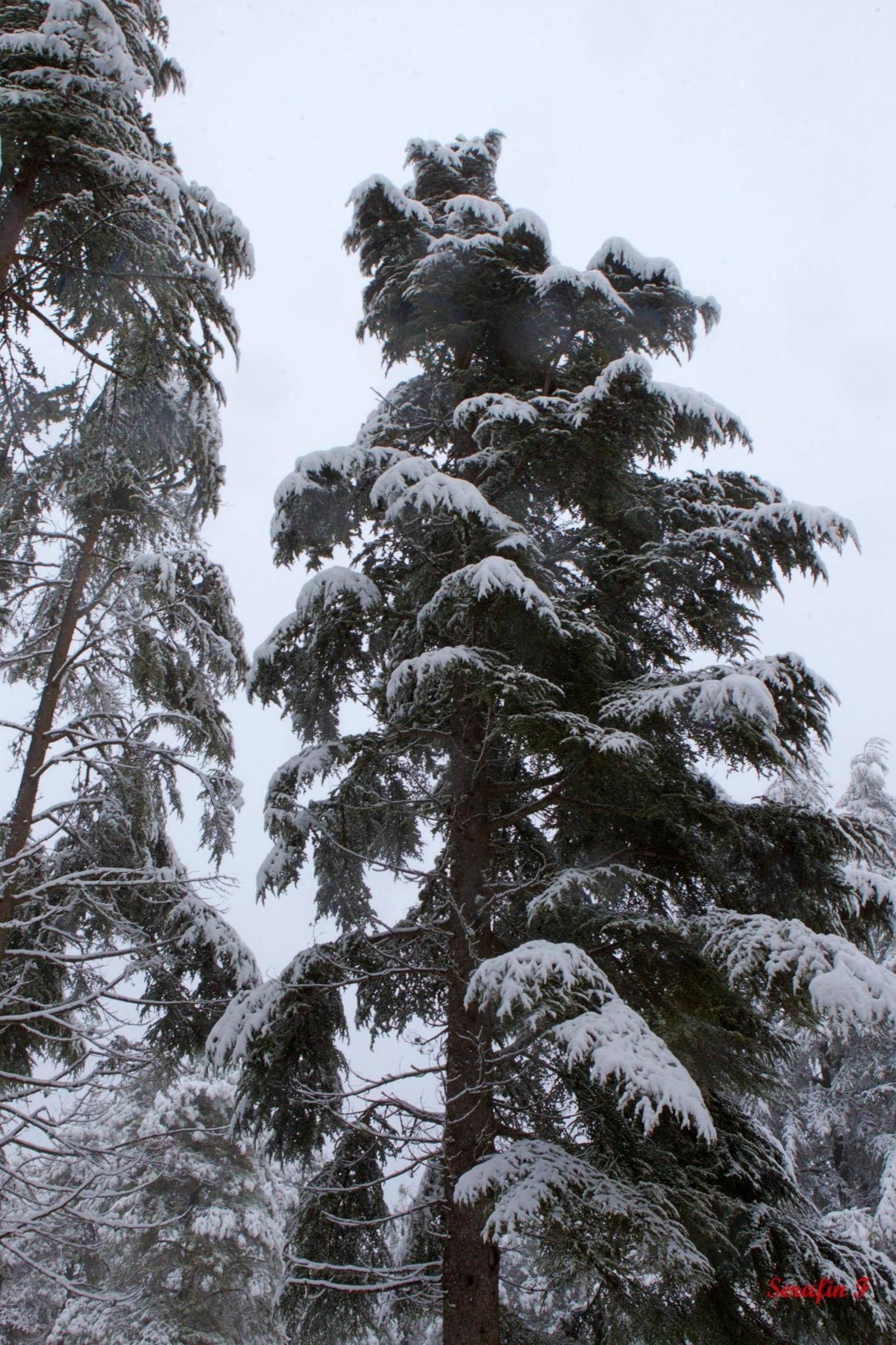 Los pinos alcanzan aquí alturas increíbles, como la del famoso Pino Galapán, de 40 metros de envergadura.