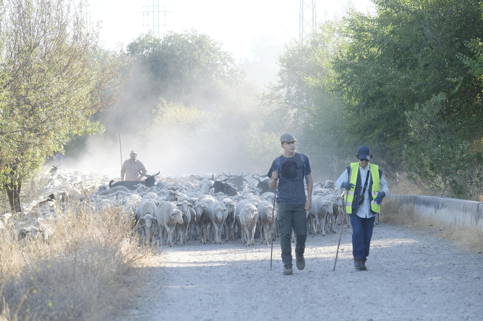 Un paseo trashumante por Córdoba, en imágenes Un paseo trashumante por Córdoba, en imágenes